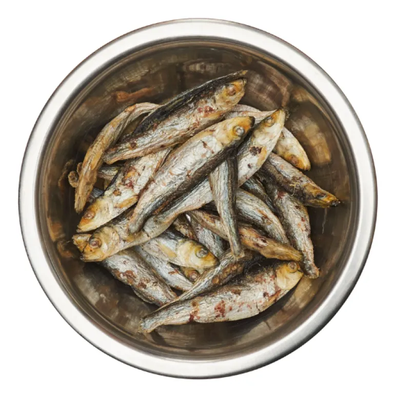 Best Barf Kilohaili 100 g pakastekuivattu