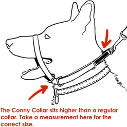 Canny Collar koiran vedonestopanta