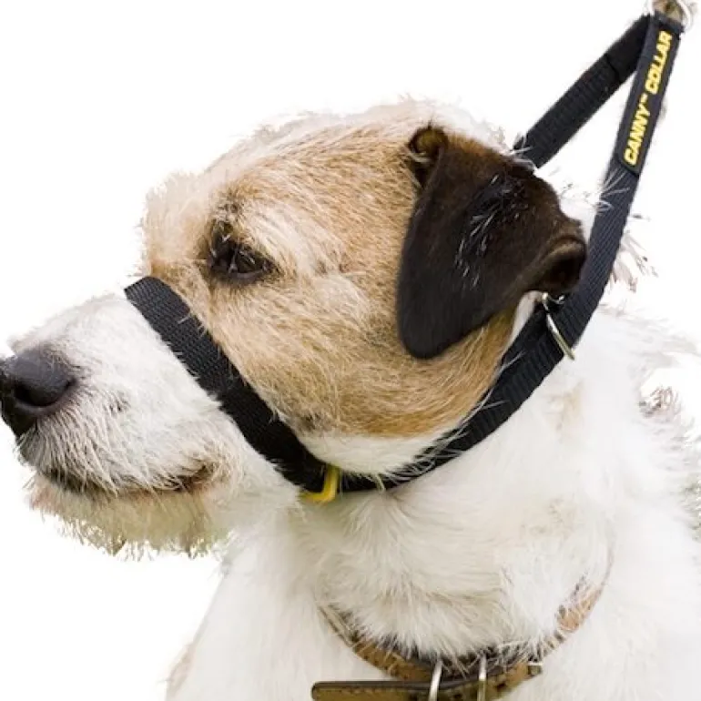 Canny Collar koiran vedonestopanta