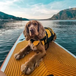Ezydog koiran pelastusliivi