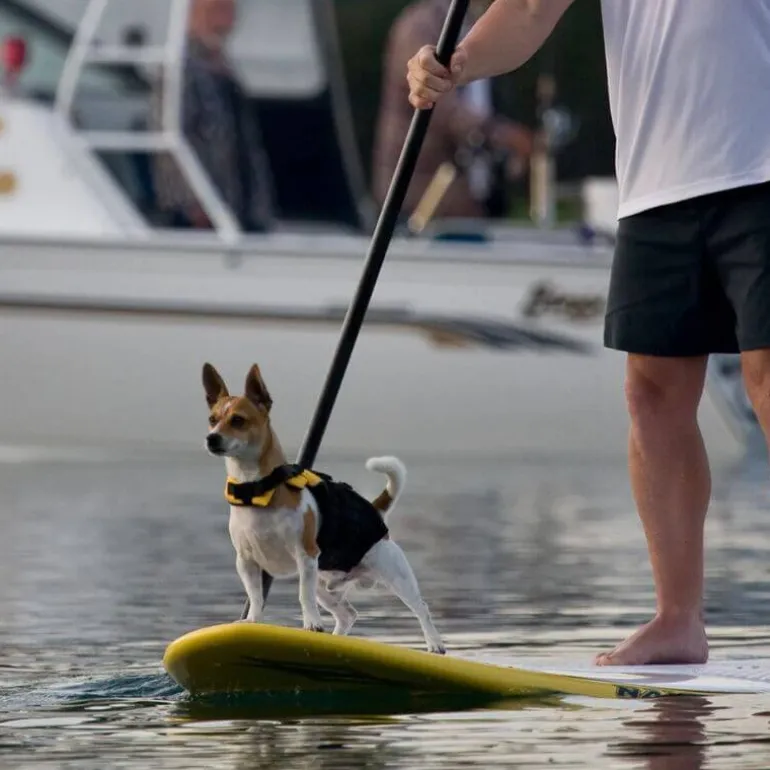 Ezydog koiran pelastusliivi