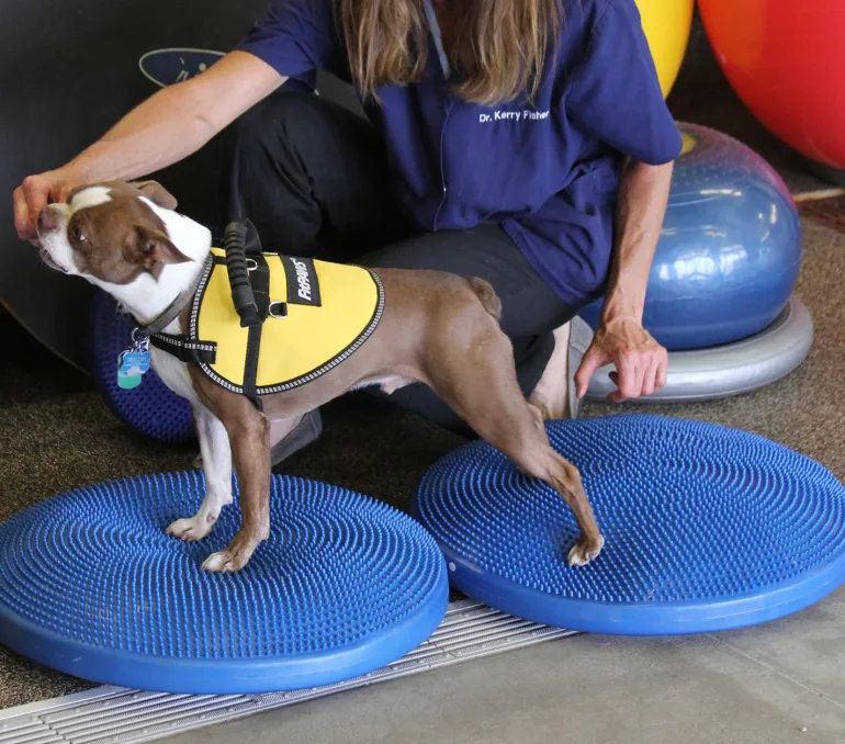 FitPAWS Balance Disc tasapainotyyny koiralle, sininen