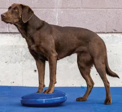 FitPAWS Balance Disc tasapainotyyny koiralle, sininen