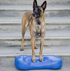 FitPAWS K9FITbone tasapainoalusta, oranssi
