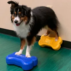 FitPAWS Mini K9FITbones koiran tasapainoalusta 2 kpl, sininen