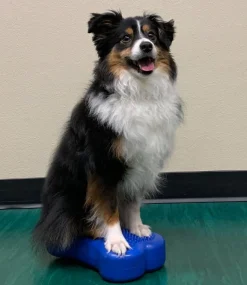 FitPAWS Mini K9FITbones koiran tasapainoalusta 2 kpl, sininen