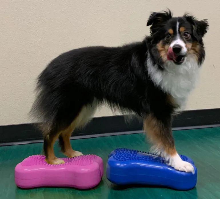 FitPAWS Mini K9FITbones koiran tasapainoalusta 2 kpl, mango