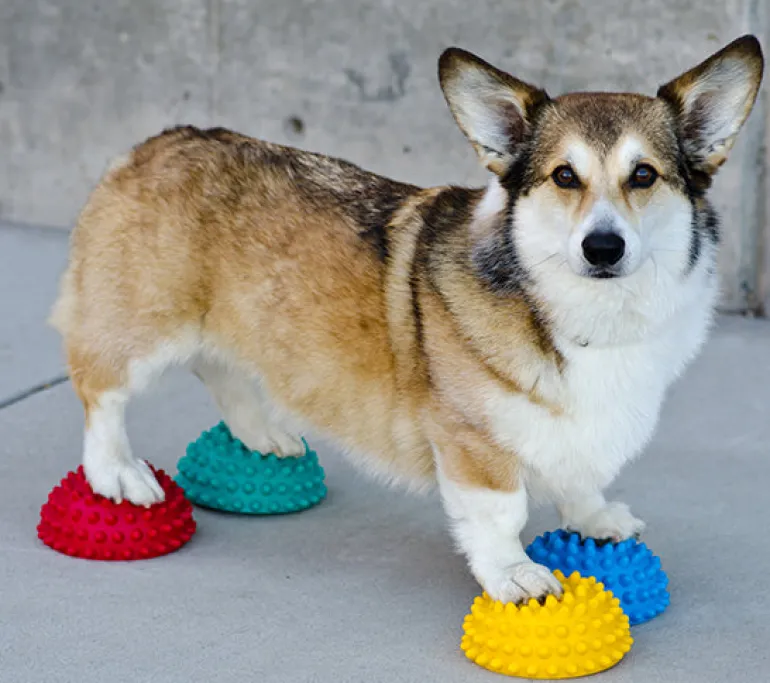 FitPAWS Paw Pods tasapainopuolipallot