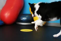 FitPAWS Targets kosketusalusta