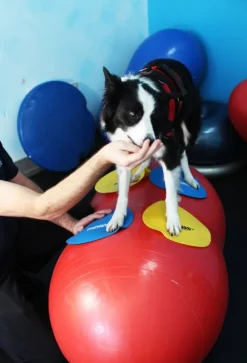 FitPAWS Targets kosketusalusta