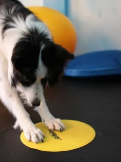 FitPAWS Targets kosketusalusta