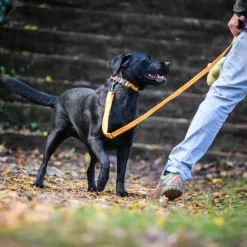 Freedog Linum Collar koiran kaulapanta, keltainen