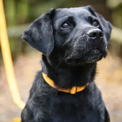 Freedog Linum Collar koiran kaulapanta, keltainen