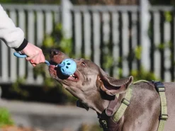 Freedog Popka pallo vetolelu