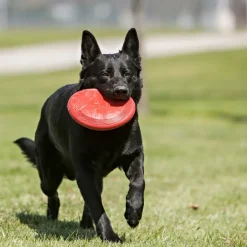 Kong Flyer koiran frisbee