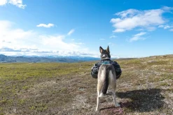Non-stop dogwear Amundsen koiran reppu