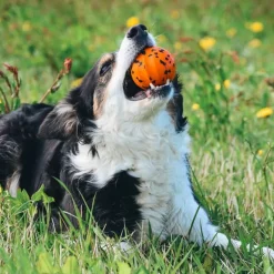 Non-stop dogwear Dog Ball koiran pallo