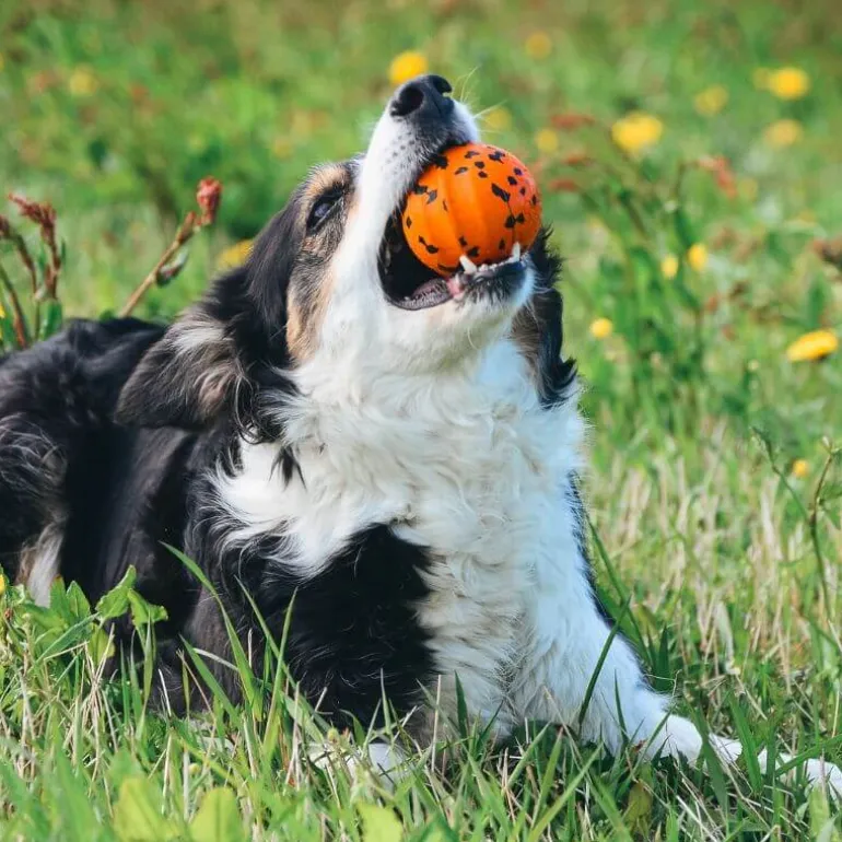 Non-stop dogwear Dog Ball koiran pallo
