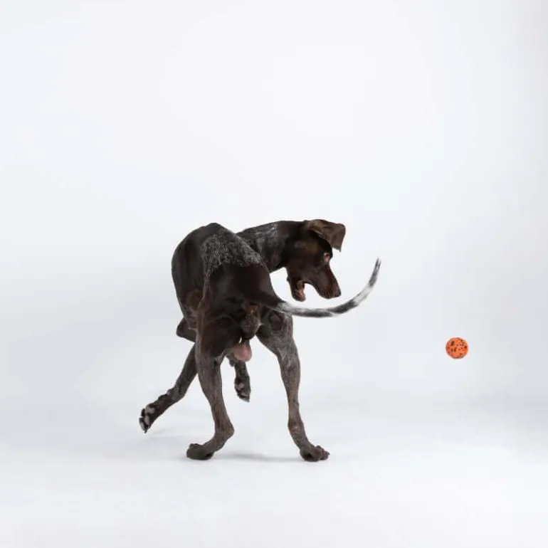 Non-stop dogwear Dog Ball koiran pallo