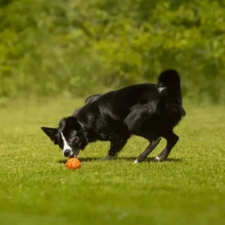Non-stop dogwear Dog Ball koiran pallo