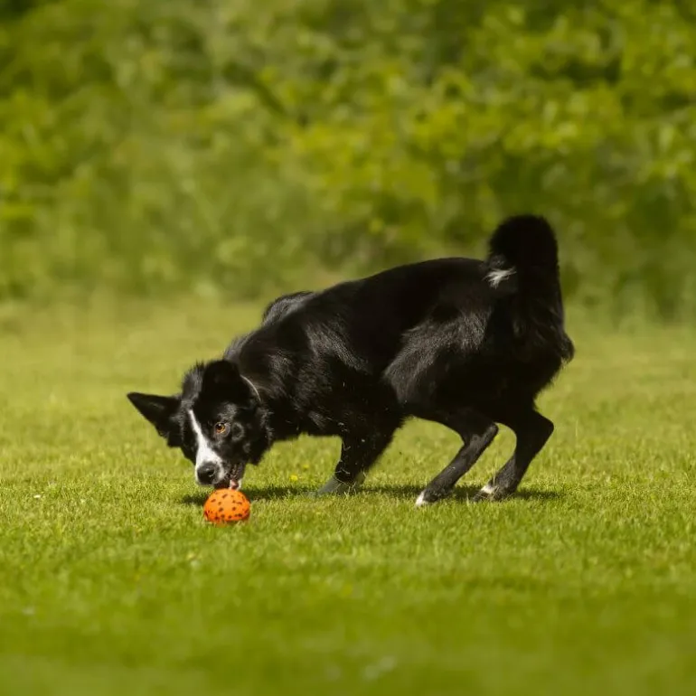 Non-stop dogwear Dog Ball koiran pallo