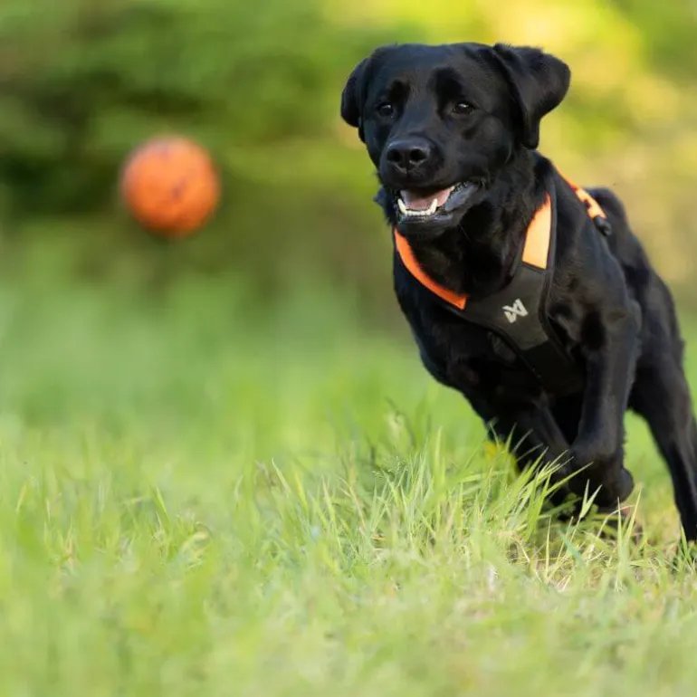 Non-stop dogwear Dog Ball koiran pallo