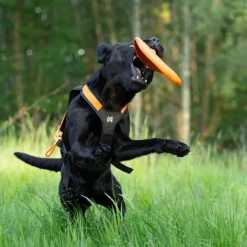 Non-stop dogwear Dog flying disc frisbee, oranssi