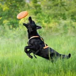 Non-stop dogwear Dog flying disc frisbee, oranssi