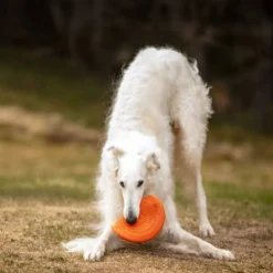 Non-stop dogwear Dog flying disc frisbee, oranssi