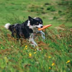 Non-stop dogwear Dog flying disc frisbee, oranssi