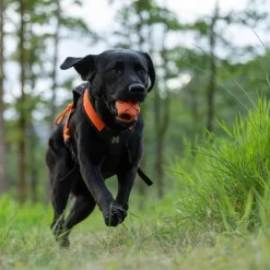 Non-stop dogwear Dog throw toy heittolelu, musta-oranssi
