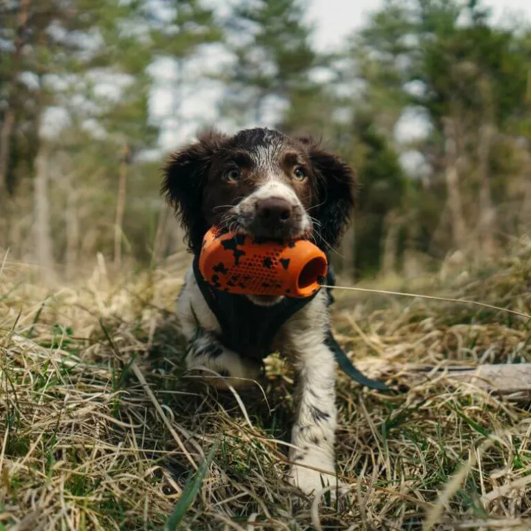 Non-stop dogwear Dog throw toy heittolelu, musta-oranssi