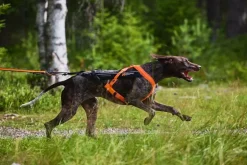 Non-stop dogwear Freemotion 5.0 koiran vetovaljas, oranssi