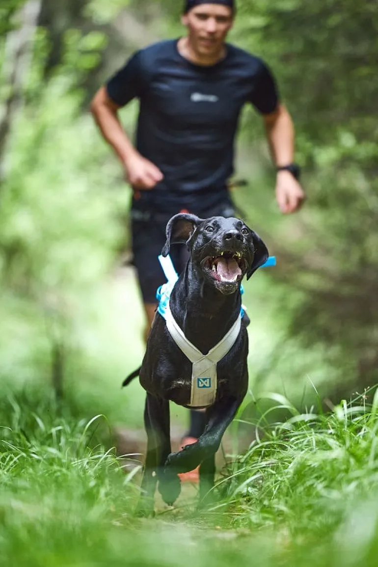 Non-stop dogwear Freemotion 5.0 vetovaljas, teal