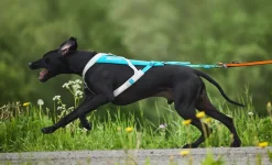 Non-stop dogwear Freemotion 5.0 vetovaljas, teal