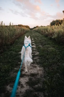 Non-stop dogwear Freemotion 5.0 vetovaljas, teal