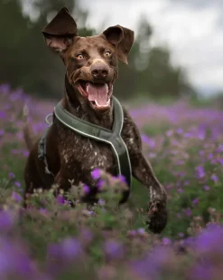 Non-stop dogwear Line harness Grip Defense koiran valjaat, vihreä