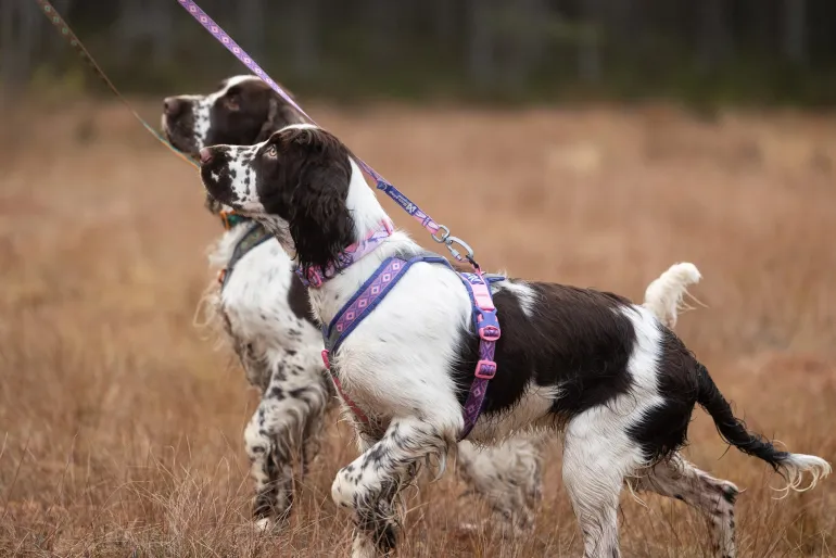 Non-stop dogwear Line harness 5.0 RP signature edition, violetti