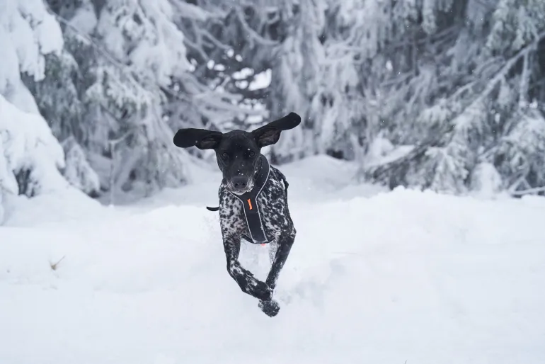 Non-stop dogwear Line Harness Grip valjaat kahvalla