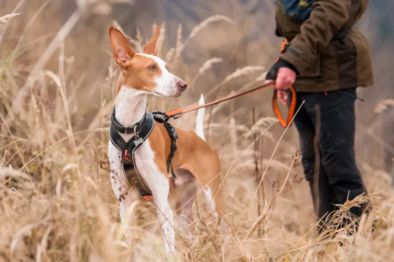 Non-stop dogwear Line Harness Grip valjaat kahvalla