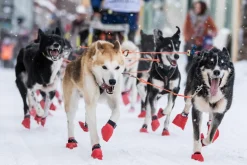 Non-stop dogwear Long Distance Booties
