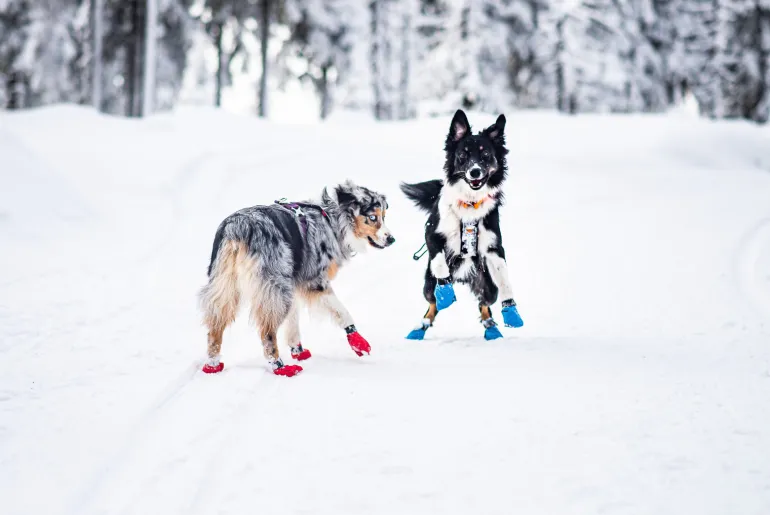 Non-stop dogwear Long Distance Booties