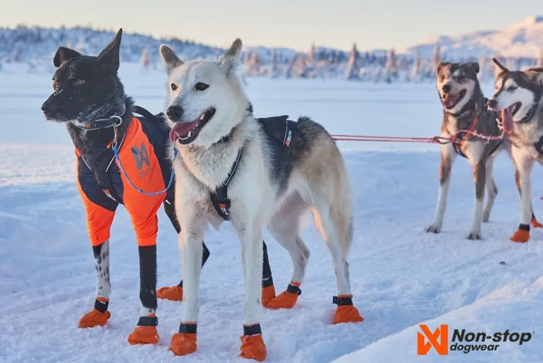 Non-stop dogwear Nansen Nome vetovaljaat