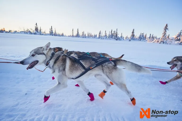 Non-stop dogwear Nansen Nome vetovaljaat