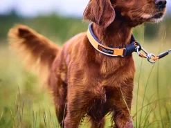 Non-stop dogwear Protector collar