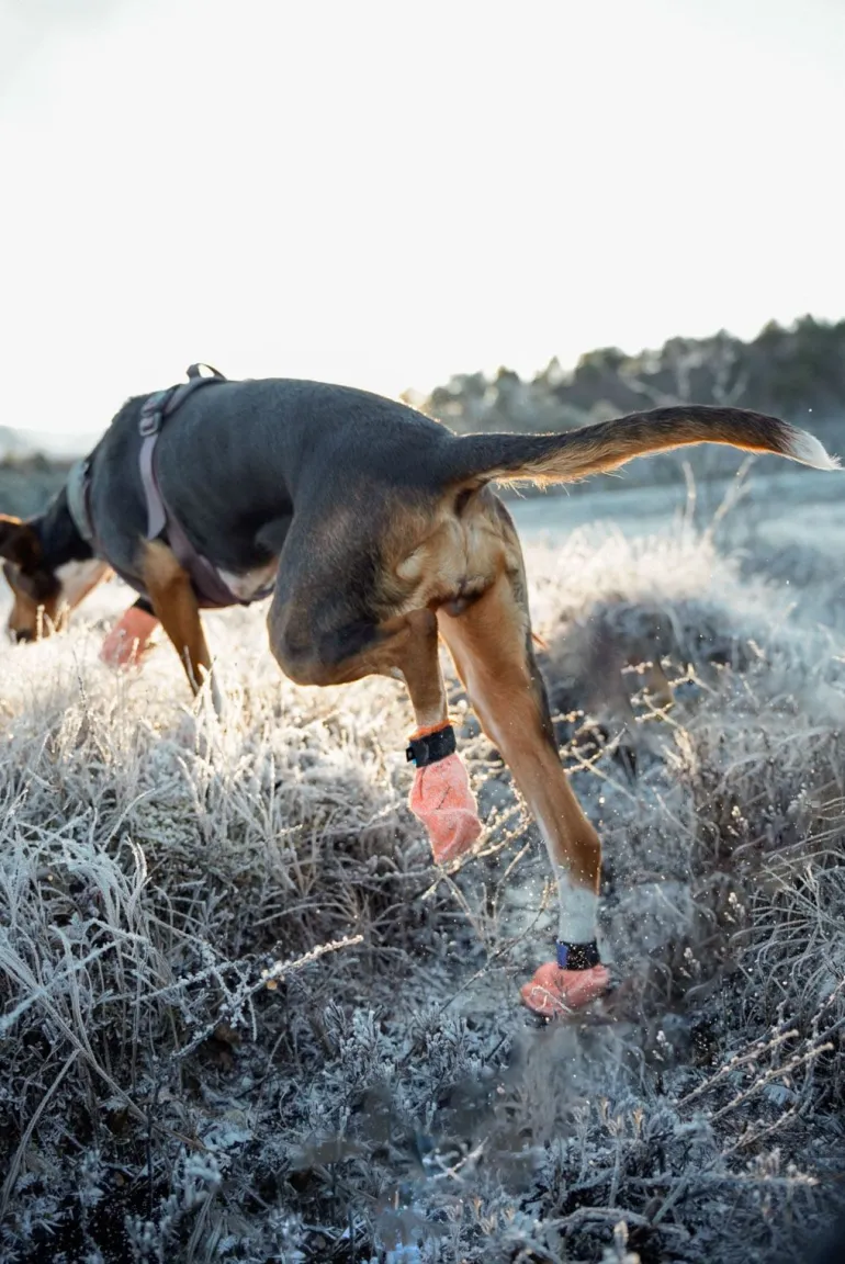 Non-stop dogwear Protector light socks koiran tossut