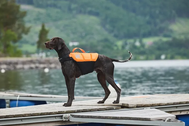 Non-stop dogwear Protector Life pelastusliivi