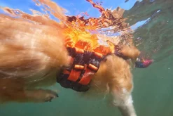 Non-stop dogwear Protector Life pelastusliivi