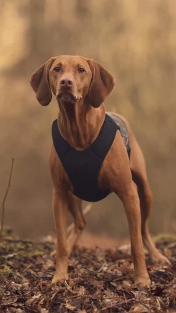 Non-stop dogwear Protector neoprene vest light, vihreä