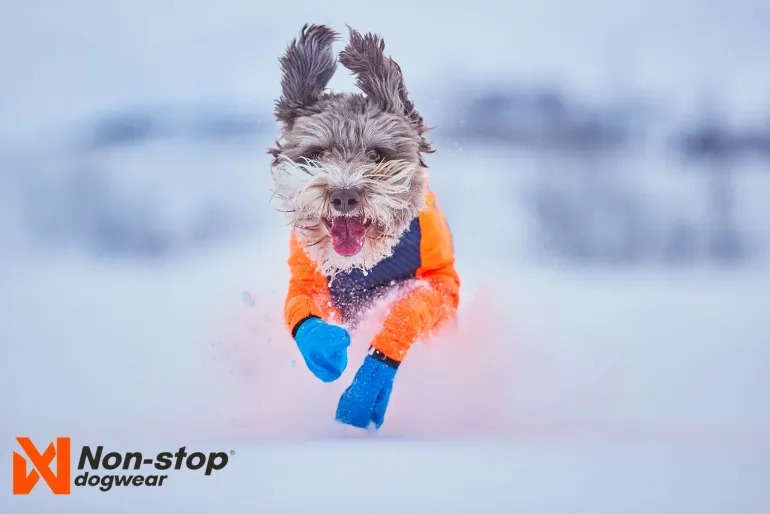 Non-stop dogwear Protector snow koiran haalari, urokselle